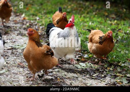 Poulets vivant leur meilleure vie à Sussex, Royaume-Uni. Banque D'Images