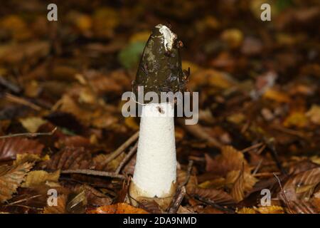 Un Stinkhorn nauséabond, Phallus impudicus, couvert de mouches qui poussent dans les bois au Royaume-Uni. Banque D'Images