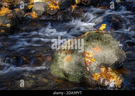 L'eau coule autour du rocher dans la rivière d'automne. Une cascade d'eau dans le ruisseau d'automne avec des feuilles mortes. Banque D'Images