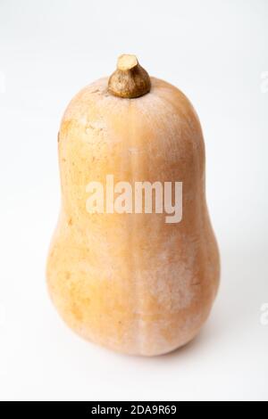 Courge butternut photographié sur un fond blanc Banque D'Images