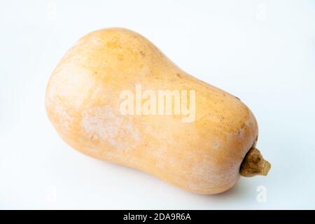 Courge butternut photographié sur un fond blanc Banque D'Images