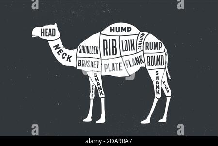 Chameau, dromadaire. Schéma de guidage du buteur Illustration de Vecteur