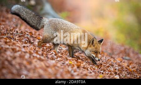 Renard roux marchant sur le feuillage dans la forêt en automne nature Banque D'Images