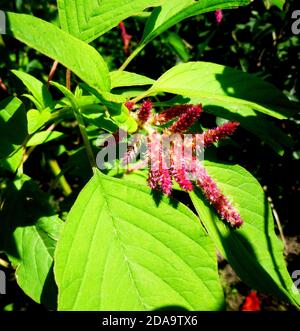 Plante d'amaranthe à fleurs dans le jardin sibérien Banque D'Images