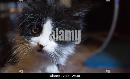 Un petit chaton noir et blanc à yeux bleus regarde la caméra. Gros plan sur le museau d'un adorable chaton. Banque D'Images