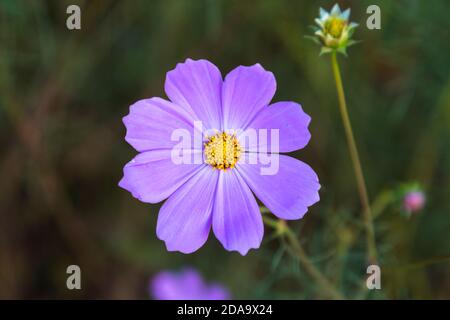 Fleur cosmos pourpre sur fond vert Banque D'Images