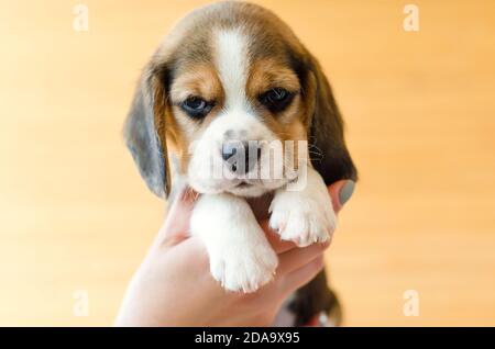 Mignon chiot beagle sur les mains Banque D'Images