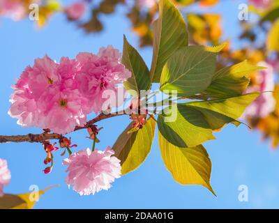 Branche de la cerise de Prunus Kanzan avec des fleurs doubles roses et des feuilles vertes. Prunus serrulata, arbre à fleurs. Sekiyama Cherry, cerise japonaise, Sakura. Banque D'Images