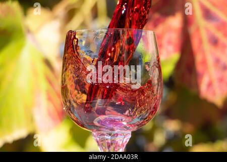 Un vin rouge qui coule dans le verre contre le fond du vignoble. Un vin rouge éclaboussant dans un verre de vin. Banque D'Images