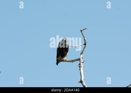 Galapagos Hawk assis sur un arbre à Punta Espinoza de l'île Fernandina dans l'archipel des Galapagos. Banque D'Images