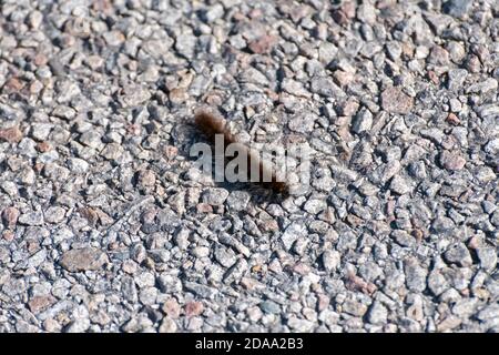 Cream spot Tiger Moth caterpillar sur la route Banque D'Images