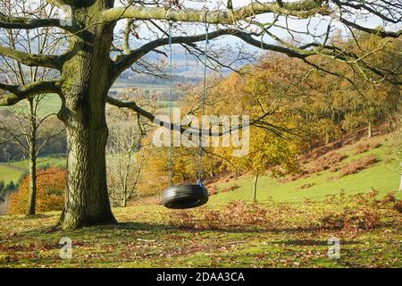 Roue en caoutchouc corde de pneu balançoire suspendu de l'arbre en automne paysage scène un jour ensoleillé. Souvenirs de l'enfance. Banque D'Images