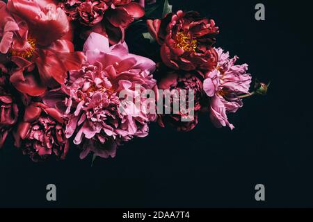 Bouquet de pivoines aux couleurs surréalistes. Arrière-plan macro Dark Floral. Bourgeons et pétales sur fond noir Banque D'Images