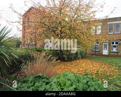 Sheerness, Kent, Royaume-Uni. 11 novembre 2020. Météo au Royaume-Uni : sorts ensoleillés dans Sheerness, Kent. La tour d'eau de Sheerness désutilisée avec la dernière des feuilles d'automne. Crédit : James Bell/Alay Live News Banque D'Images