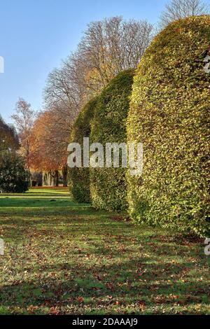 Des hornbees taillés en automne Banque D'Images