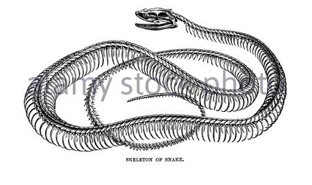 Squelette d'un serpent, illustration vintage de 1896 Banque D'Images