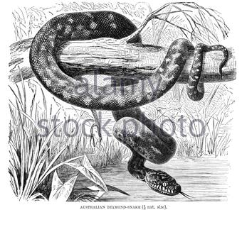 Serpent de diamant australien, illustration vintage de 1896 Banque D'Images