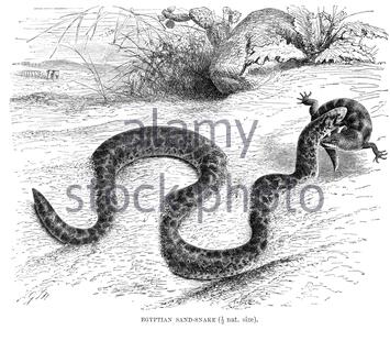 Serpent de sable égyptien, illustration vintage de 1896 Banque D'Images