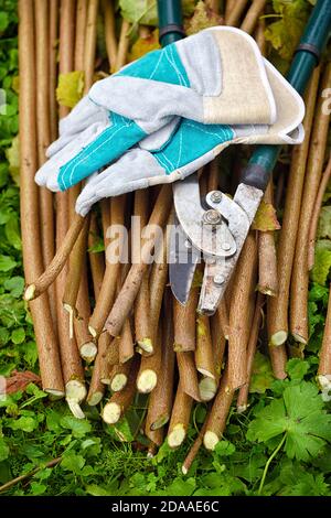 Gants de jardin avec jardin ancien secateur pour travailler dans le jardin Banque D'Images