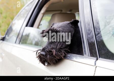 Gros plan chien noir Zwergschnauzer regarder par la fenêtre ouverte de voiture Banque D'Images