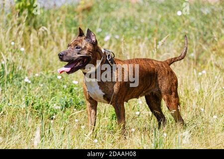 Chien américain Staffordshire Terrier est debout dans l'herbe sur la pelouse et regarde loin. Mise au point peu profonde. Banque D'Images