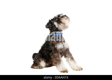 Le chien Zwergschnauzer est assis et regarde. Isolé sur blanc. Banque D'Images