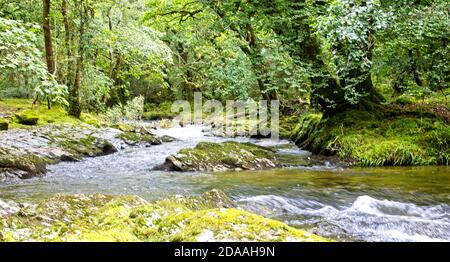Rivière Walkham traversant une vallée boisée au bord de Dartmoor près de Grenofen, Devon, Angleterre, Royaume-Uni. Banque D'Images