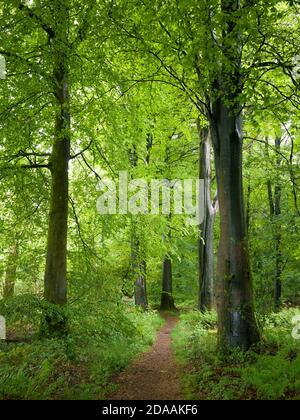 Sentier à travers des hêtres communs à Stockhill Wood au début de l'été dans le paysage national de Mendip Hills, Somerset, Angleterre. Banque D'Images