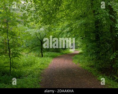 Sentier à travers des hêtres communs à Stockhill Wood au début de l'été dans le paysage national de Mendip Hills, Somerset, Angleterre. Banque D'Images