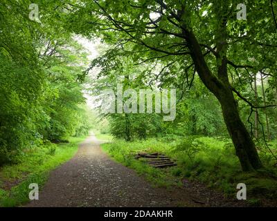 Sentier à travers des hêtres communs à Stockhill Wood au début de l'été dans le paysage national de Mendip Hills, Somerset, Angleterre. Banque D'Images