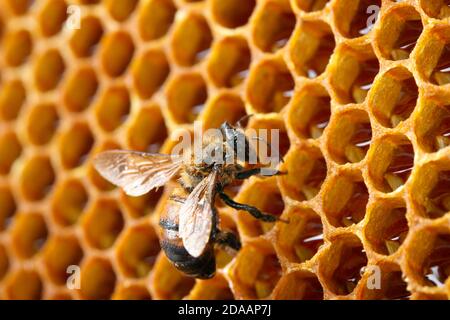 Belle jaune avec du miel d'abeilles et l'apiculture, l'arrière-plan Banque D'Images