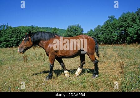 COB NORMAND, Cheval debout sur l'HERBE ADULTES Banque D'Images