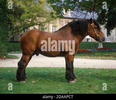 ARDENESE À CHEVAL LE HARAS DE COMPIÈGNE EN FRANCE Banque D'Images