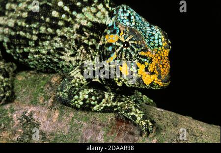 CHAMELEON CHAMAELEO JACKSONI DE JACKSON, FEMELLE DEBOUT SUR LA BRANCHE Banque D'Images