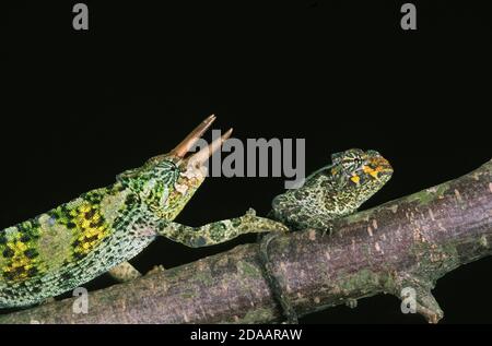 CHAMELEON CHAMAELEO JACKSONI DE JACKSON, PAIRE SUR LA BRANCHE Banque D'Images