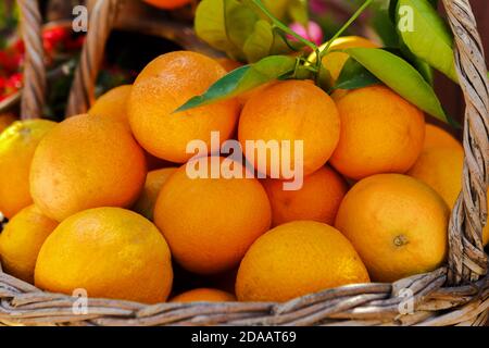 Oranges mûres juteuses dans un panier en osier se tenir sur un banc en bois Banque D'Images