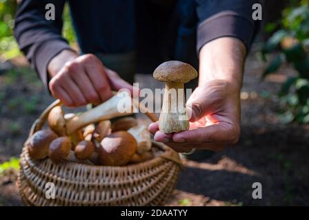 Main tenant Boltetus edulis à côté du panier complet de champignons en osier dans la forêt. Saison de récolte des champignons dans les bois à l'automne. Banque D'Images