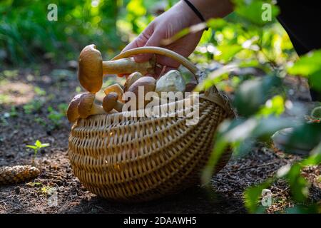 Main tenant Boltetus edulis à côté du panier complet de champignons en osier dans la forêt. Saison de récolte des champignons dans les bois à l'automne. Banque D'Images