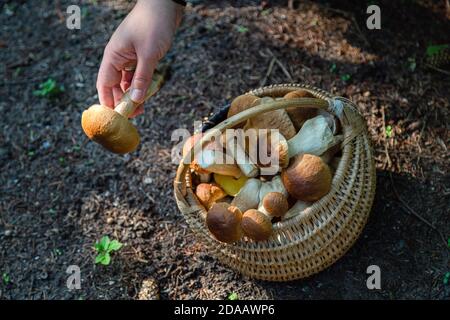 Main tenant Boltetus edulis à côté du panier complet de champignons en osier dans la forêt. Saison de récolte des champignons dans les bois à l'automne. Banque D'Images