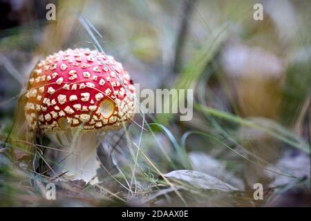 Jolie petite mouche agarique avec des morsures d'animaux ou des champignons amanita dans la forêt parmi les aiguilles et la mousse de pin hors foyer, gros plan. Banque D'Images