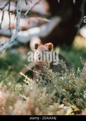 Quokka(s) se nourrissant et se reposant sous un arbre dans la nature sur l'île de Rottnest, Australie Banque D'Images