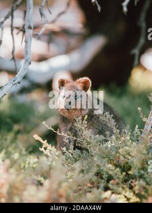 Quokka(s) se nourrissant et se reposant sous un arbre dans la nature sur l'île de Rottnest, Australie Banque D'Images