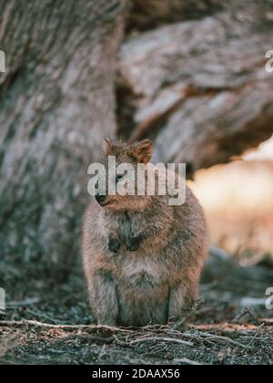 Quokka(s) se nourrissant et se reposant sous un arbre dans la nature sur l'île de Rottnest, Australie Banque D'Images