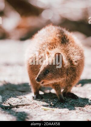 Quokka(s) se nourrissant et se reposant sous un arbre dans la nature sur l'île de Rottnest, Australie Banque D'Images