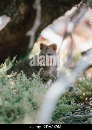 Quokka(s) se nourrissant et se reposant sous un arbre dans la nature sur l'île de Rottnest, Australie Banque D'Images