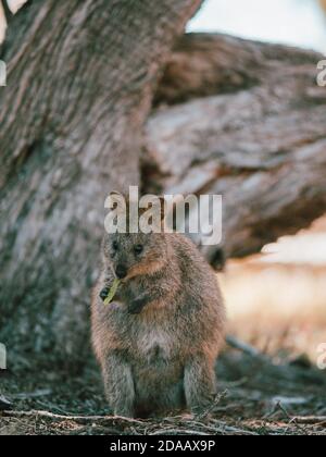 Quokka(s) se nourrissant et se reposant sous un arbre dans la nature sur l'île de Rottnest, Australie Banque D'Images