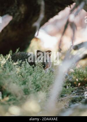 Quokka(s) se nourrissant et se reposant sous un arbre dans la nature sur l'île de Rottnest, Australie Banque D'Images