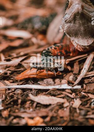 Un lézard reposant dans la nature dans les jardins chinois de l'amitié à Sydney, en Australie. Rock Banque D'Images