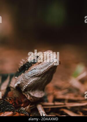 Un lézard reposant dans la nature dans les jardins chinois de l'amitié à Sydney, en Australie. Rock Banque D'Images