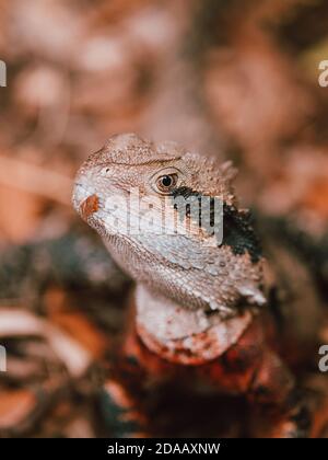 Un lézard reposant dans la nature dans les jardins chinois de l'amitié à Sydney, en Australie. Rock Banque D'Images